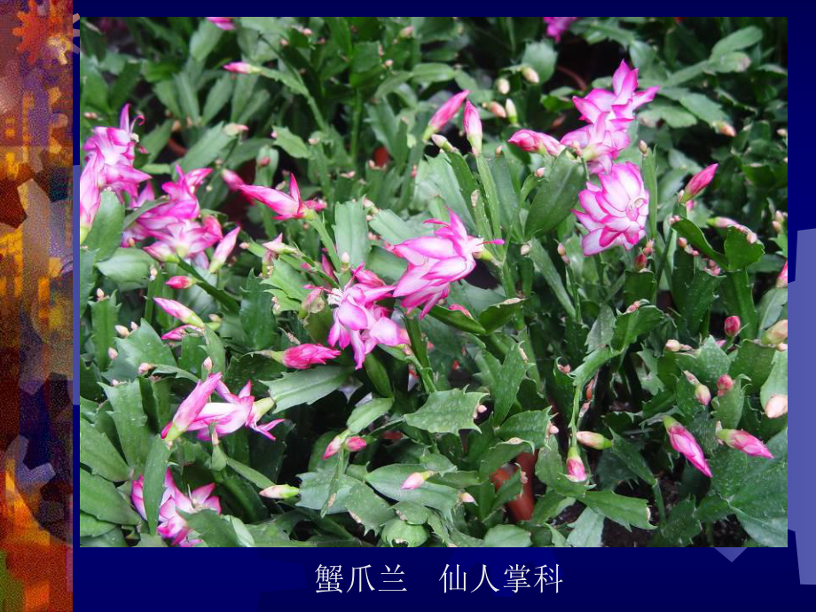 室内常见观花植物课件.ppt_第3页