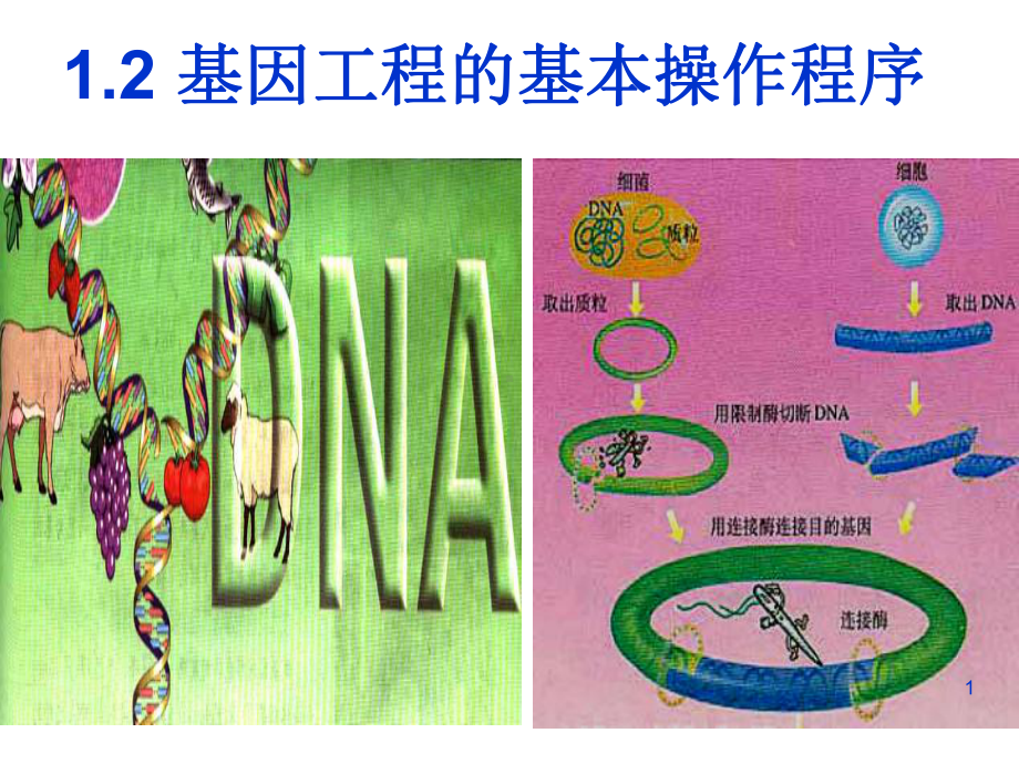 基因工程的基本操作程序-公开课-课件.ppt_第1页