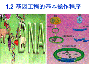 基因工程的基本操作程序-公开课-课件.ppt