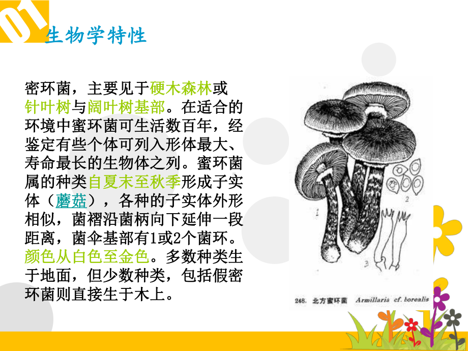 医学密环菌药用菌物学培训课件.ppt_第3页