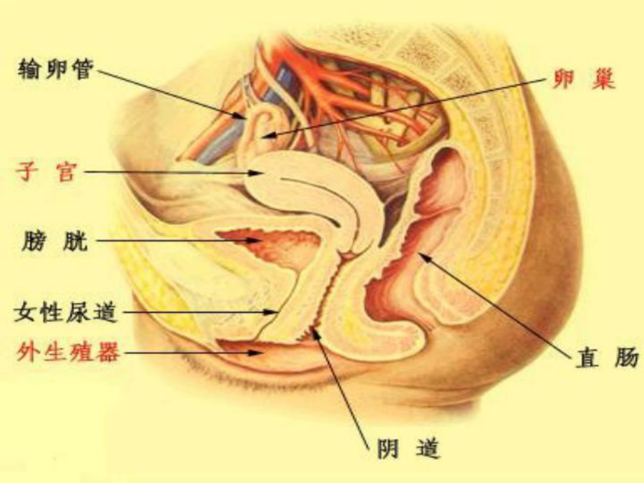 女性生殖系统超声检查讲义课件.ppt_第2页