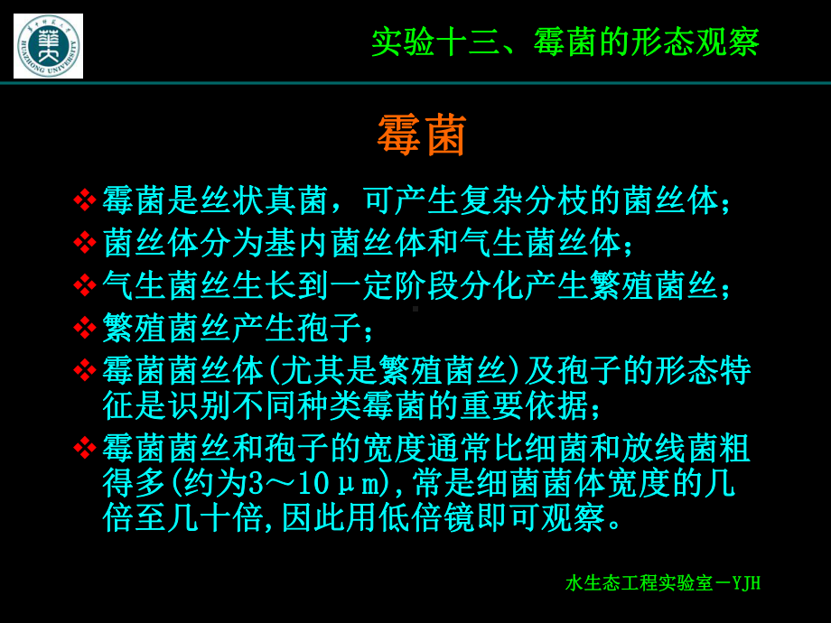 实验十三、霉菌形态观察课件.ppt_第3页