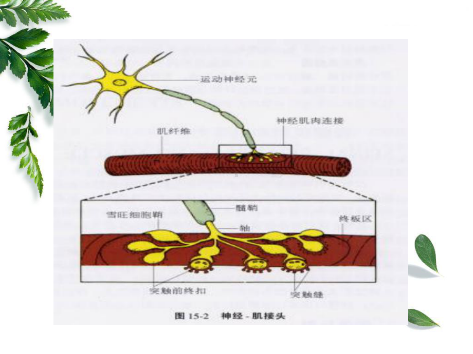 医学课件重症肌无力患者的护理查房.ppt_第2页