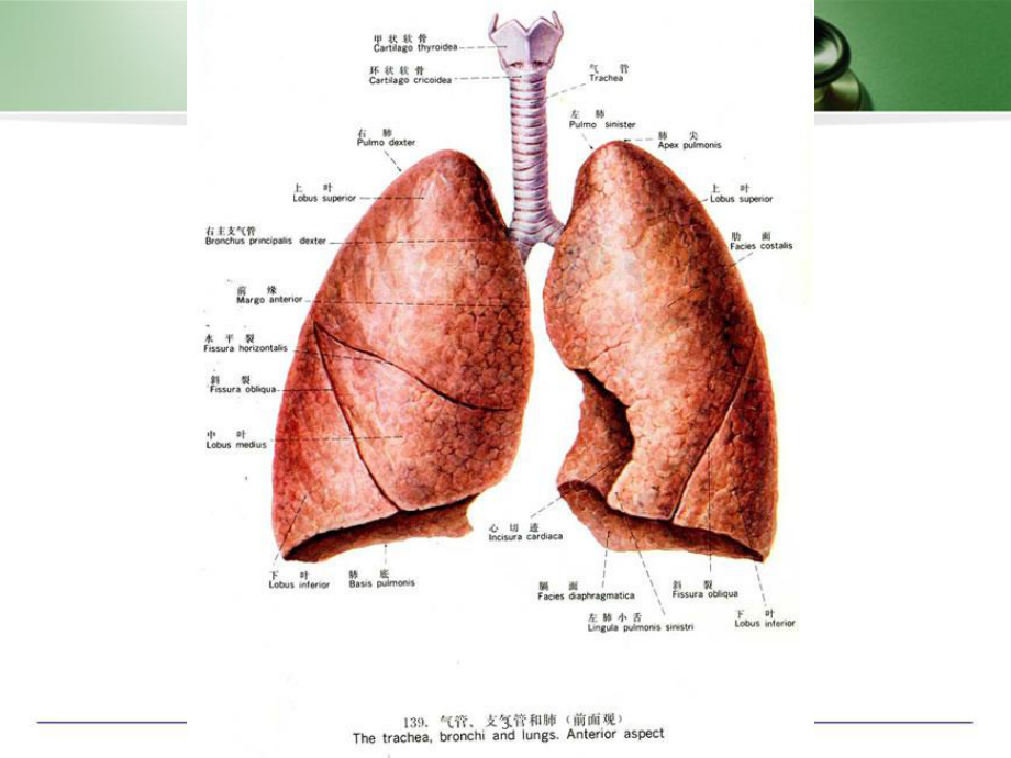 医学课件-支气管镜入门(图谱)教学课件.ppt_第3页