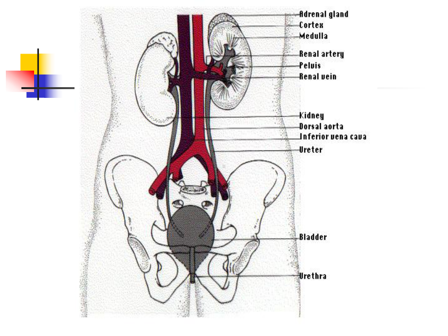 医学泌尿系统疾病总论培训课件.ppt_第3页