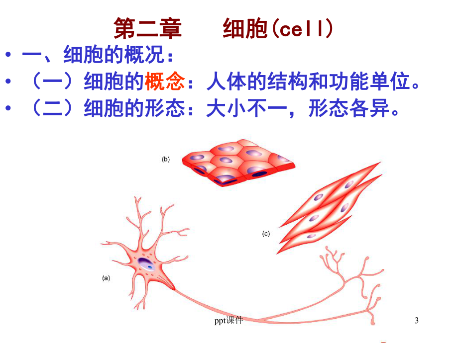 基础医学概论-细胞--课件.ppt_第3页