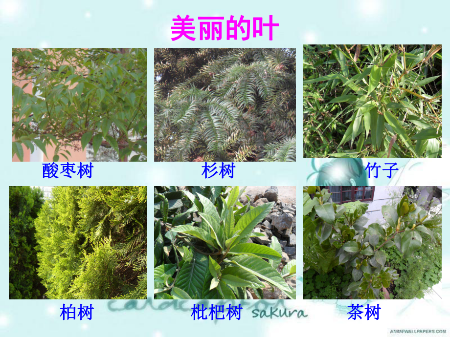 教科版科学三上《5-植物的叶》课件.ppt_第2页