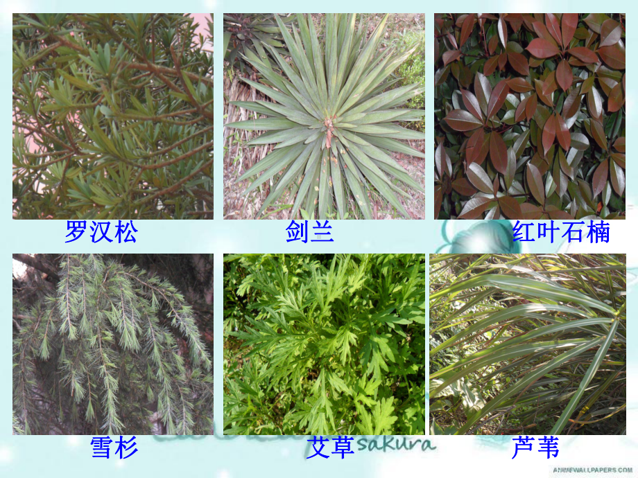 教科版科学三上《5-植物的叶》课件.ppt_第3页