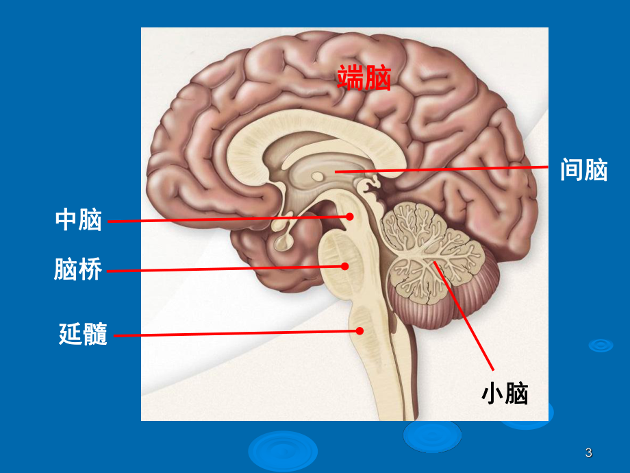 大脑的解剖结构和头颅MRI的影像分析(课堂课件.ppt_第3页