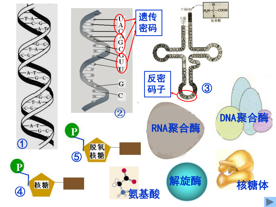 复习遗传信息的表达课件.ppt_第2页