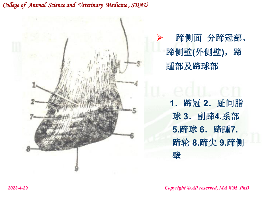 动物外科学-奶牛蹄病课件.ppt_第3页