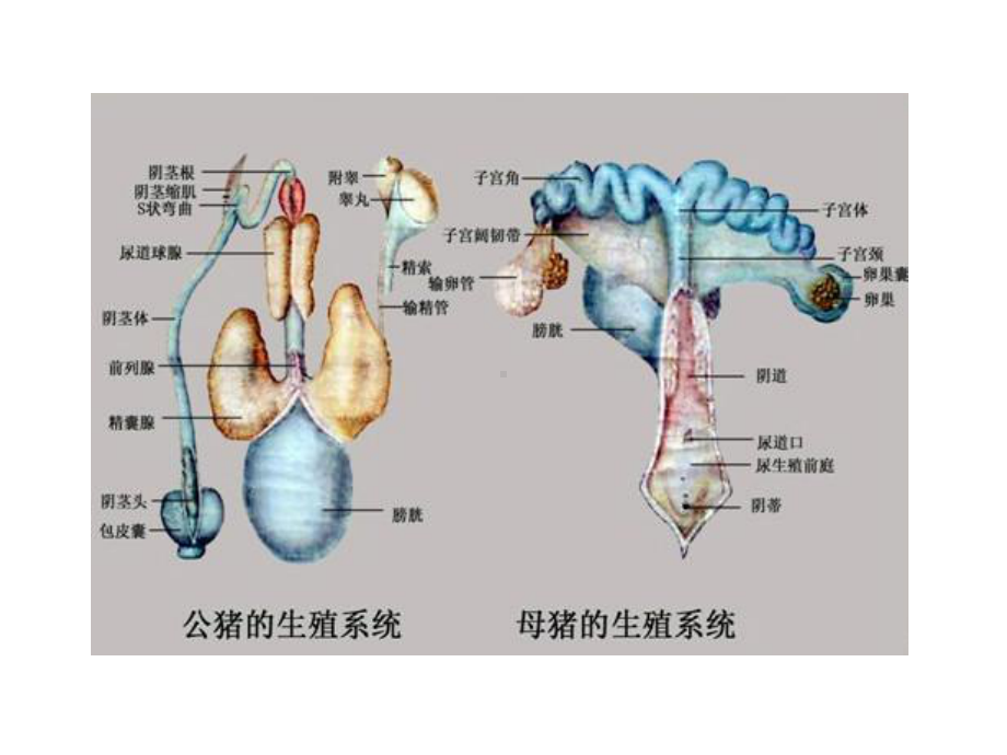 动物病理学-生殖系统病理课件.pptx_第3页