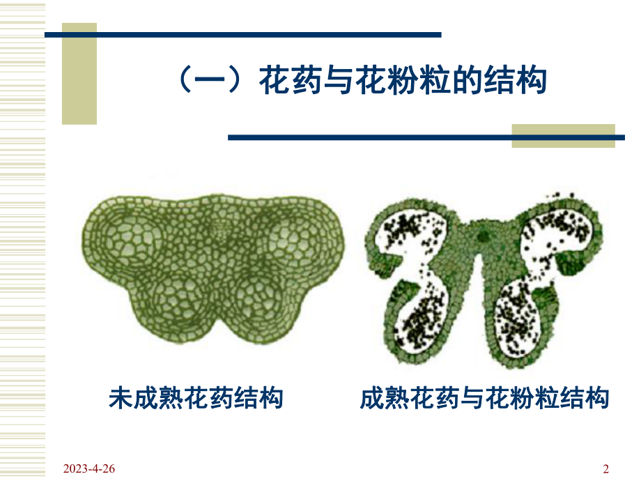 实验七、花药与子房结构、花序与果实类型课件.ppt_第2页