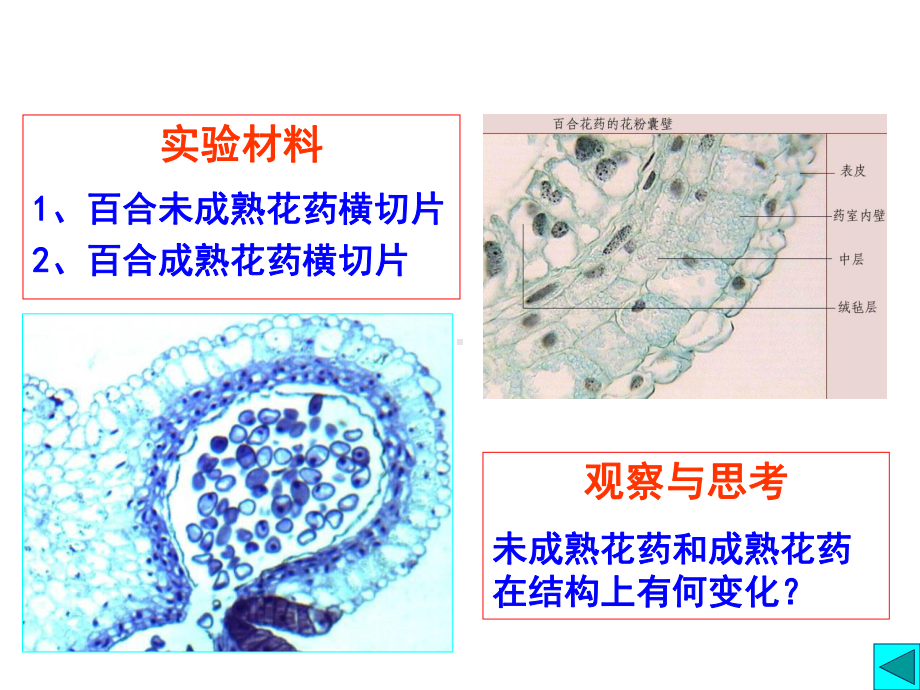 实验七、花药与子房结构、花序与果实类型课件.ppt_第3页