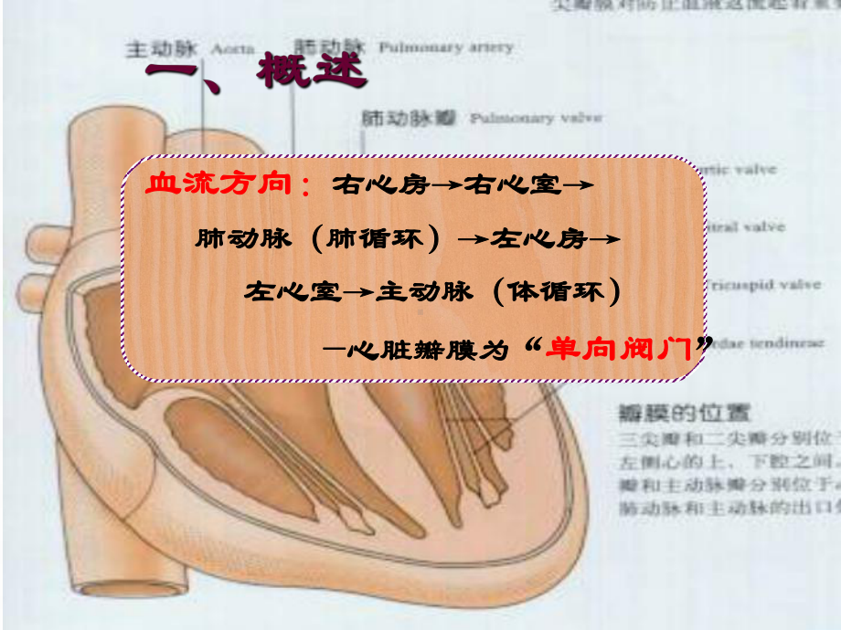 心脏瓣膜病病人的治疗与护理课件.ppt_第3页