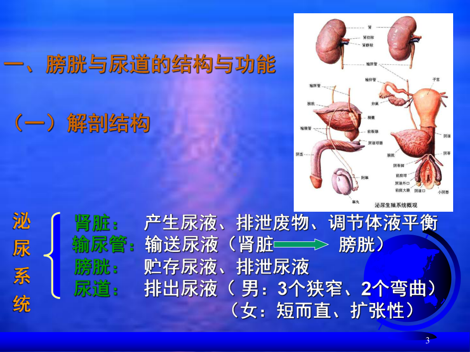 尿失禁病人的护理-课件.ppt_第3页