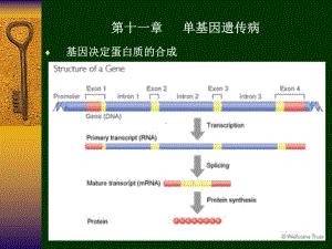 医学遗传学第11章单基因遗传病课件.ppt