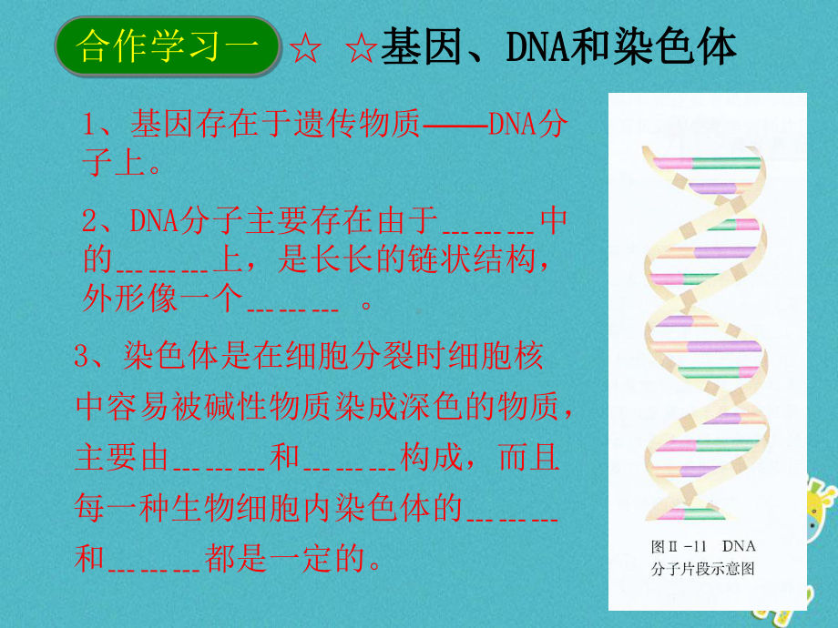 初二生物下册-722基因在亲子代间的传递1-课件.ppt_第3页