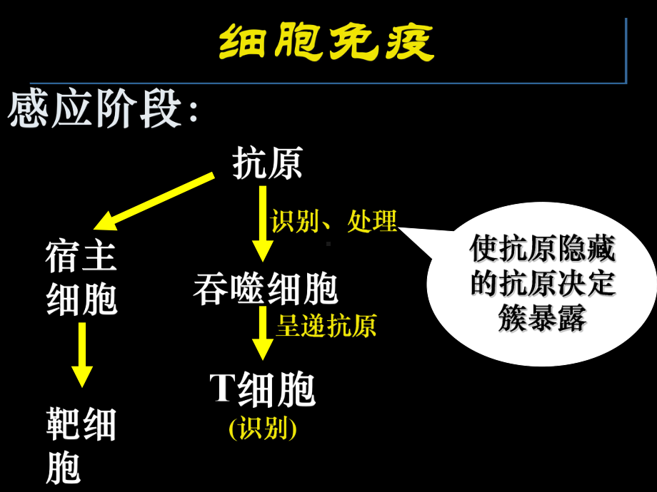 效应T细胞靶细胞密切接触释放淋巴因子课件.ppt_第2页