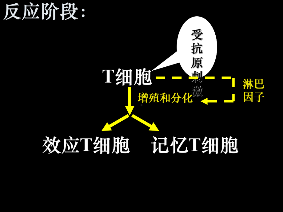 效应T细胞靶细胞密切接触释放淋巴因子课件.ppt_第3页