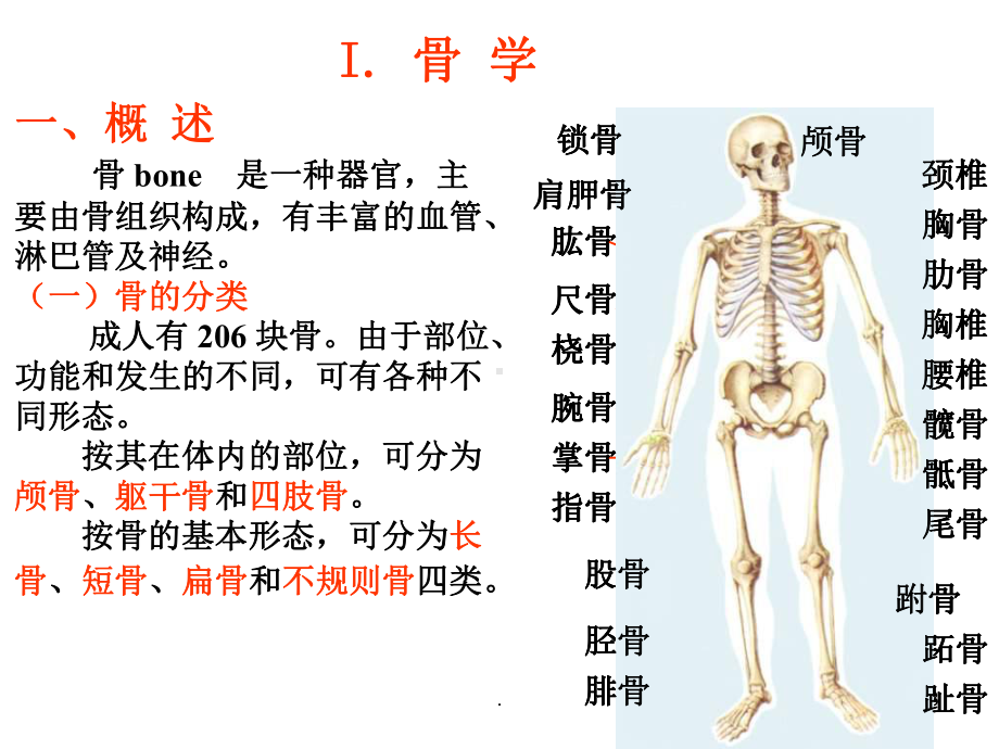 医学课件-功能解剖学教学课件.ppt_第3页