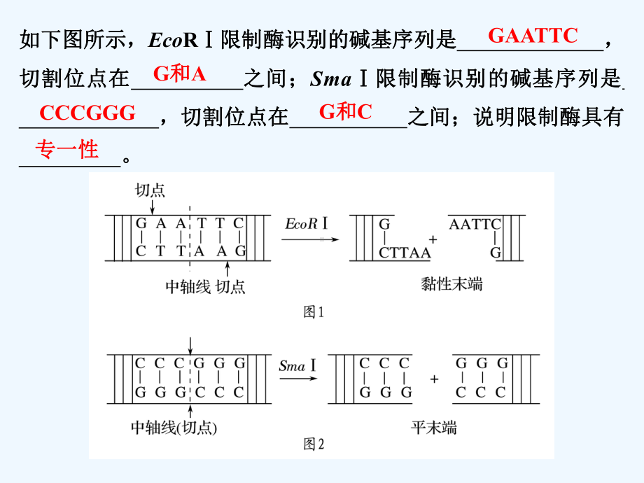 基因工程(一轮复习)课件.ppt_第3页