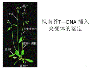 拟南芥TDNA插入突变课件.ppt