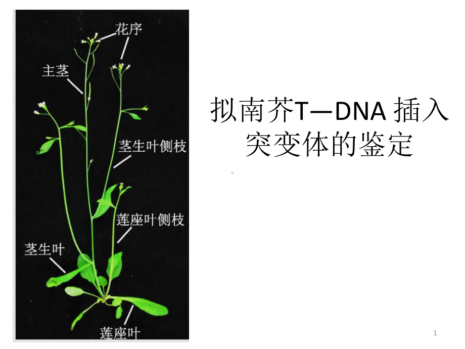 拟南芥TDNA插入突变课件.ppt_第1页