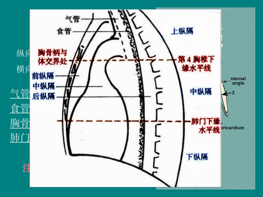 医学纵膈解剖和常见病培训课件.ppt_第3页