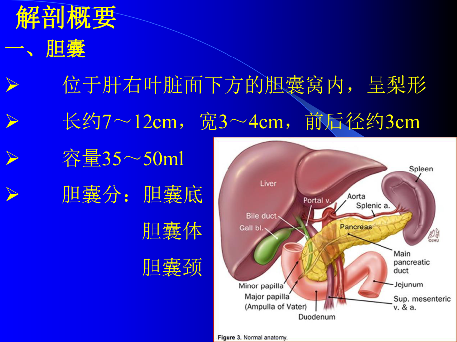 胆囊疾病的超声诊断医学课件.ppt_第2页