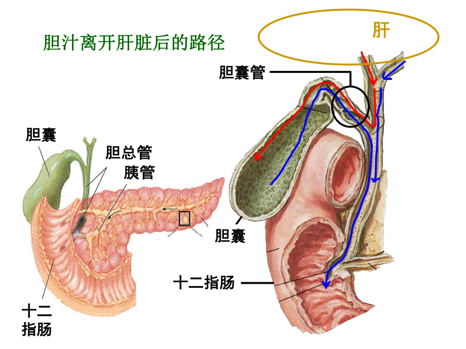 胆囊炎教学讲解课件.pptx_第3页