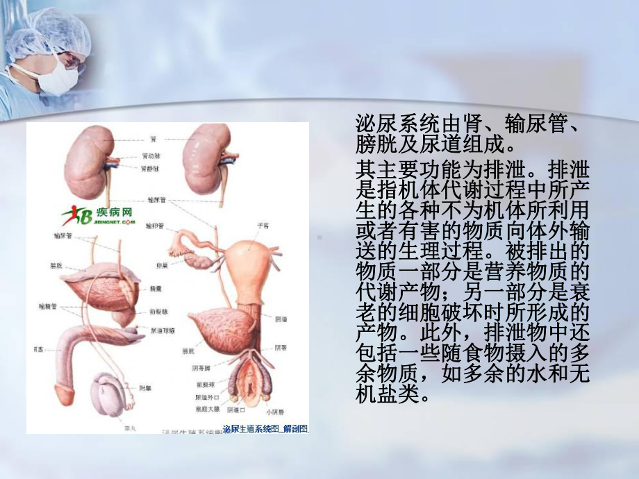 肾损伤病人的护理-课件.ppt_第2页