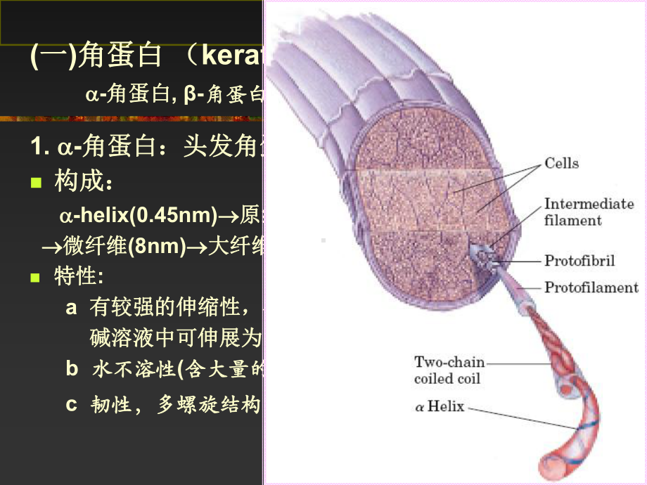 纤维蛋白和膜蛋白构象课件.ppt_第1页