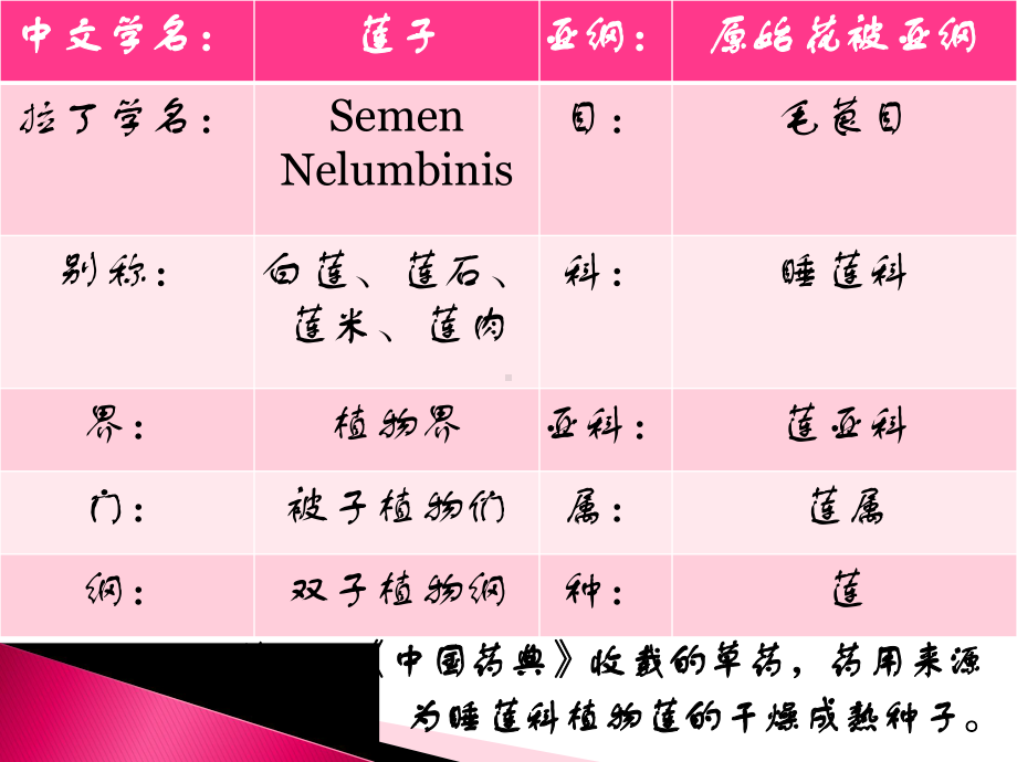 莲子的药效和作用课件.pptx_第2页