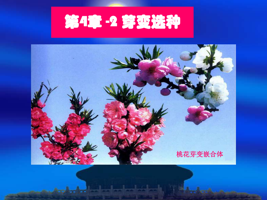 第六章-2芽变选种课件.ppt_第1页