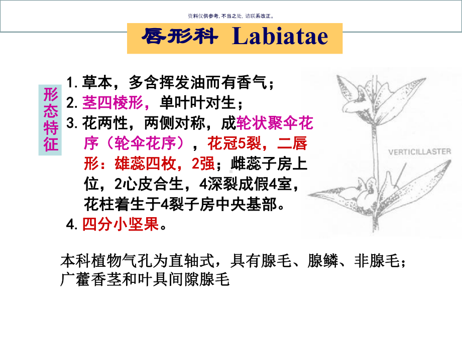 药用植物学和生药学唇形科课件.ppt_第2页