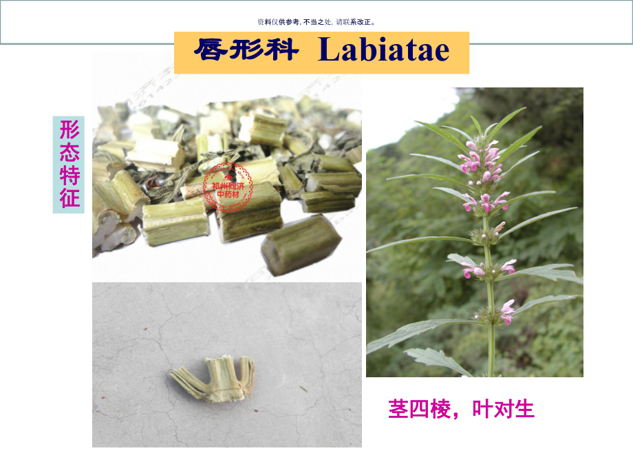 药用植物学和生药学唇形科课件.ppt_第3页