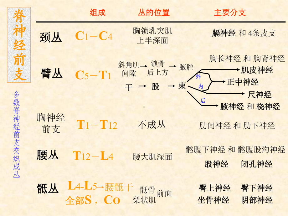 20脊神经-2.ppt_第2页