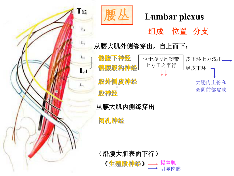 20脊神经-2.ppt_第3页