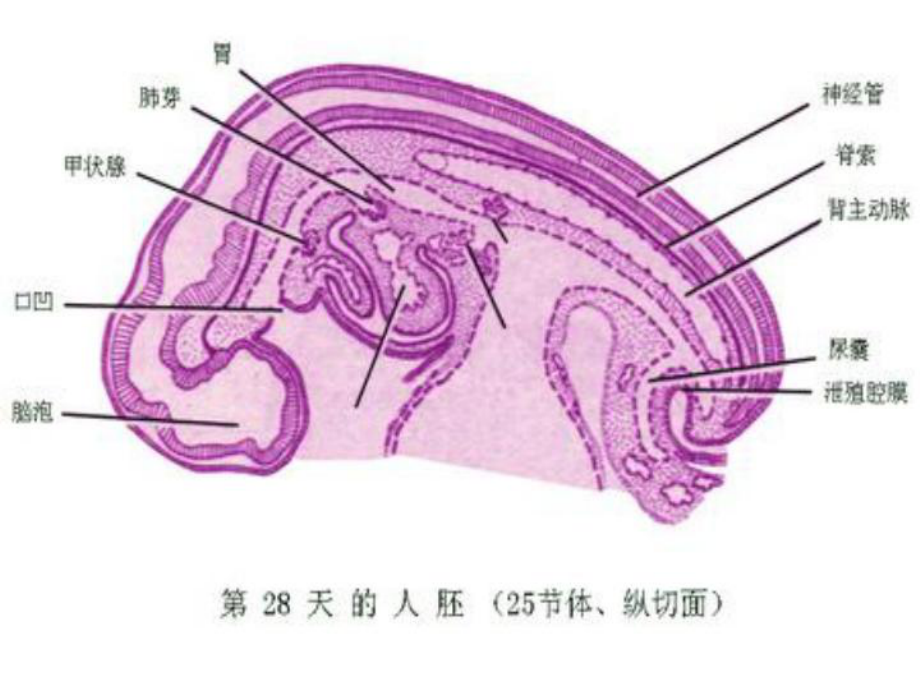 胚胎的早期发育神经胚课件.ppt_第3页