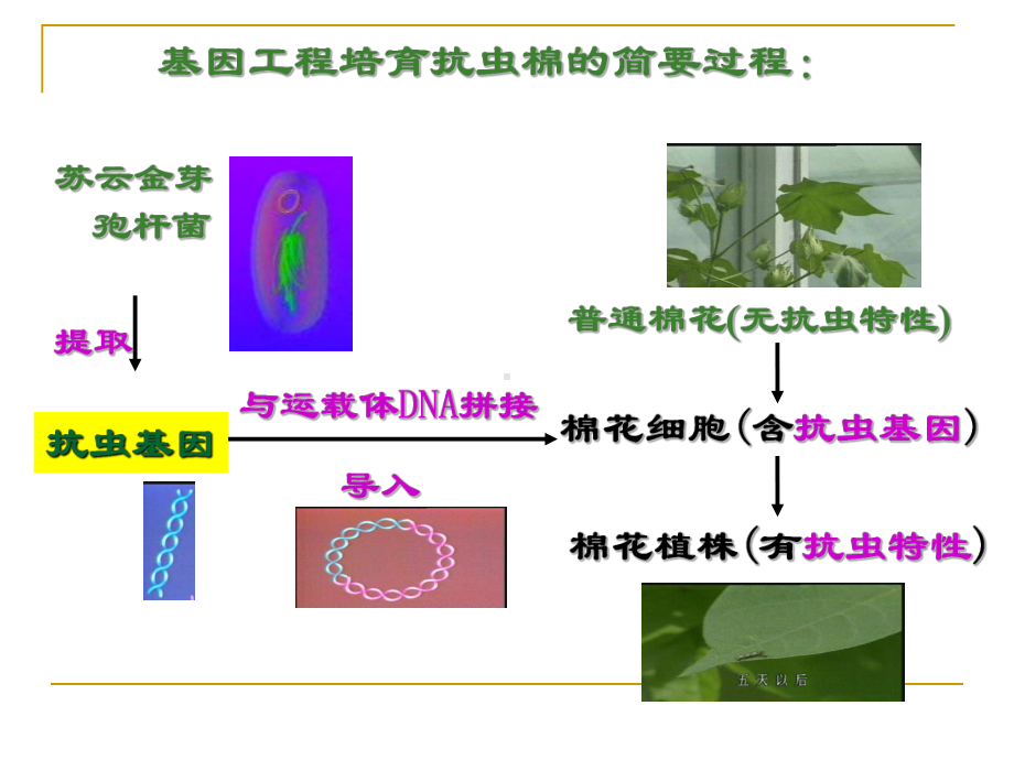 选修三12基因工程的基本操作程序课件.ppt_第2页