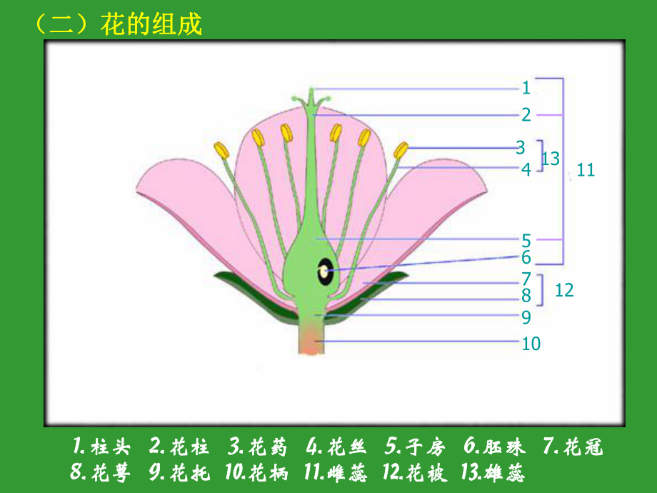 植物形态结构6花(高中生物竞赛辅导)课件.ppt_第3页