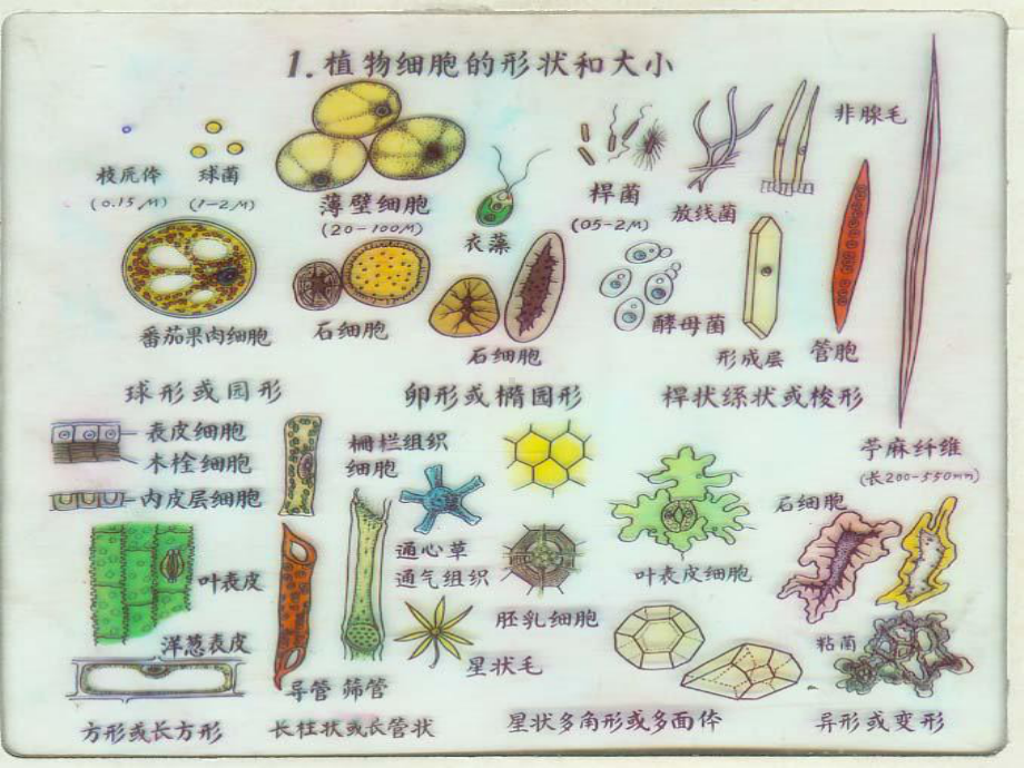 药用植物学与生药学-第一章-植物细胞课件.ppt_第3页