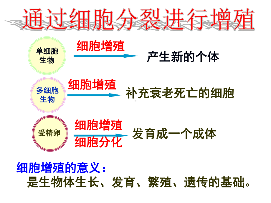 植物的有丝分裂(公开课一等奖)(课堂)课件.ppt_第3页