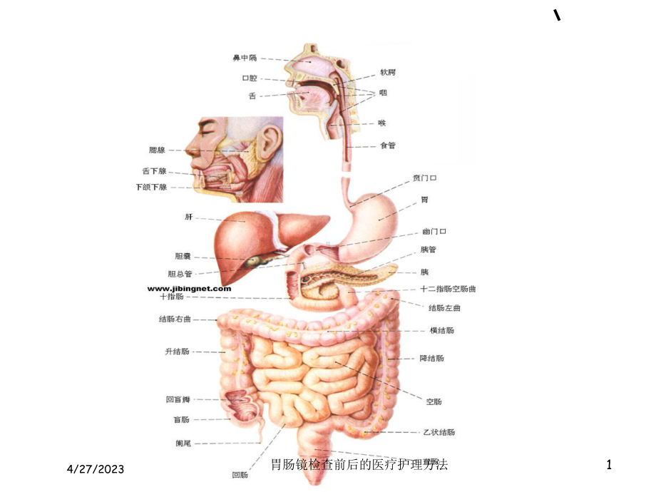 胃肠镜检查前后的医疗护理方法培训课件.ppt_第1页