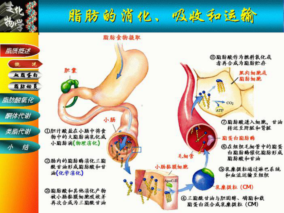 第十章-脂类代谢详解课件.ppt_第3页