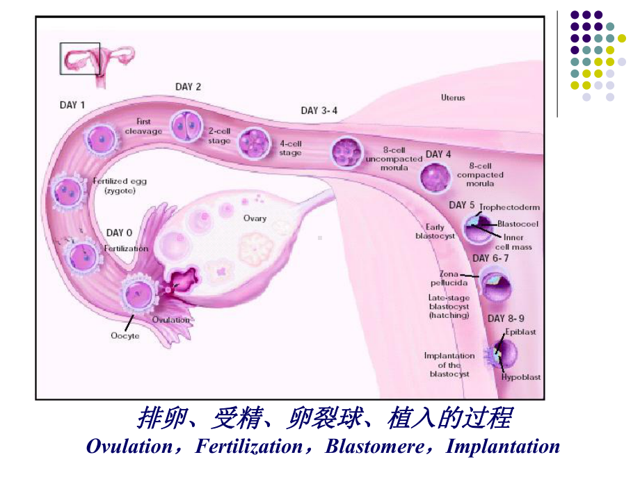 精子和卵子的结构课件.ppt_第2页