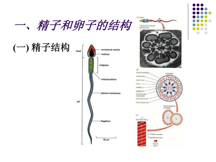 精子和卵子的结构课件.ppt_第3页