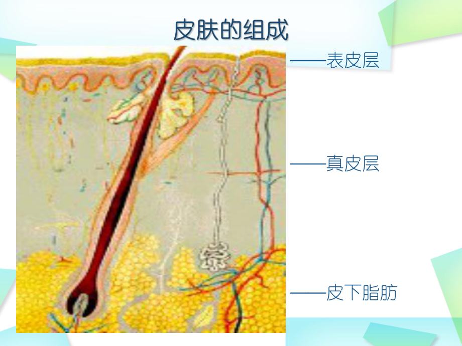 化妆与脸部基本形态.ppt_第3页