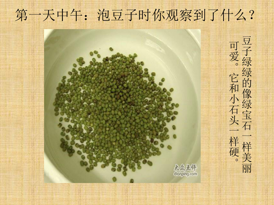 绿豆芽观察日记精编版课件.ppt_第3页